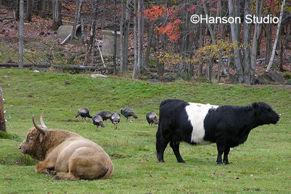 Cattle - Dutch Belted Cows
